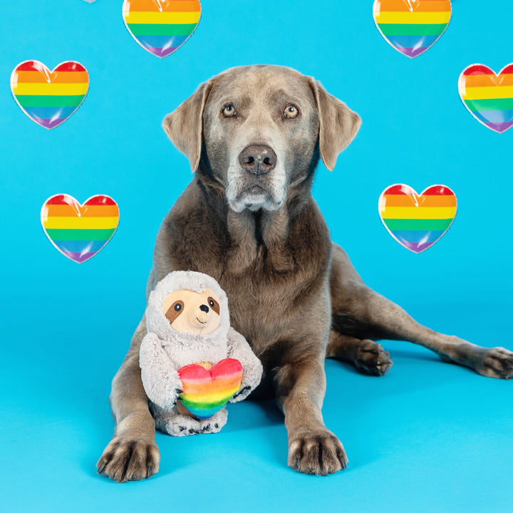 Follow Your Rainbow Dog Toy