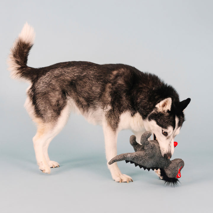 DISC-Rocker Rex Plush Dog Toy