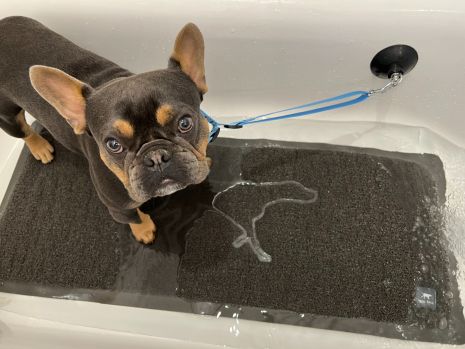 Dog Bath Leash with Suction Cup