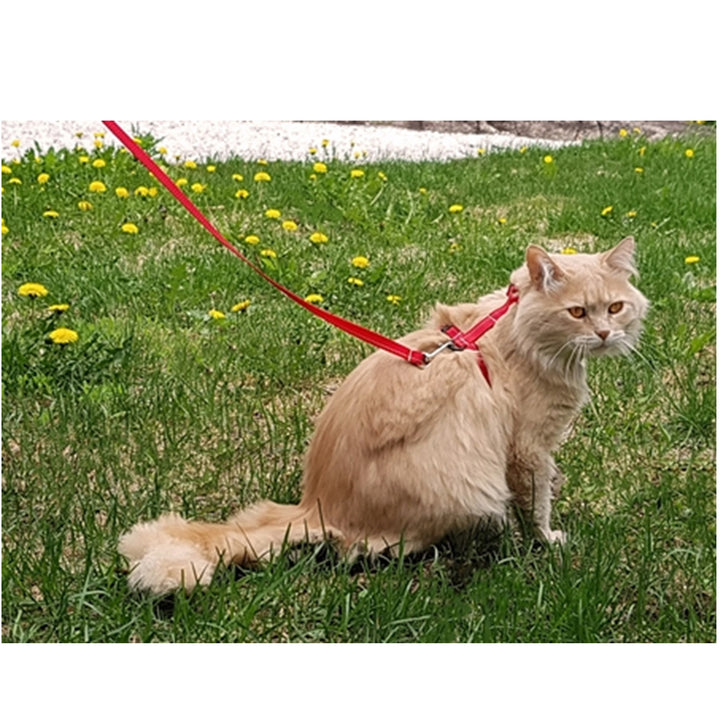 Primary Kitty Leash - Red